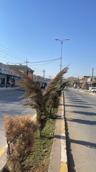 مشاركاتي في أنت الراصد