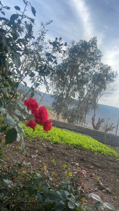 مشاركاتي في أنت الراصد