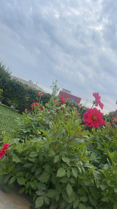 مشاركاتي في أنت الراصد