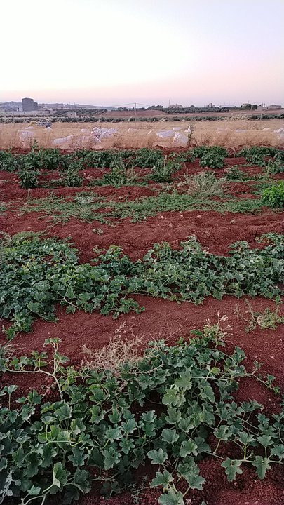 مشاركاتي في أنت الراصد