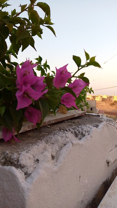 مشاركاتي في أنت الراصد