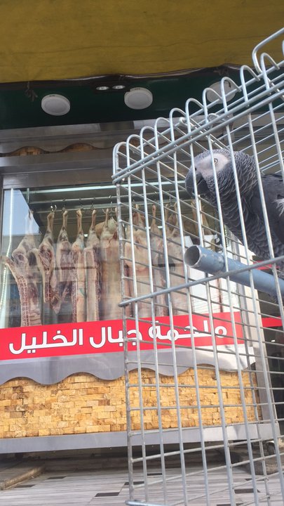 مشاركاتي في أنت الراصد