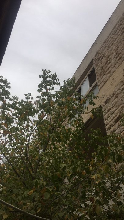 مشاركاتي في أنت الراصد