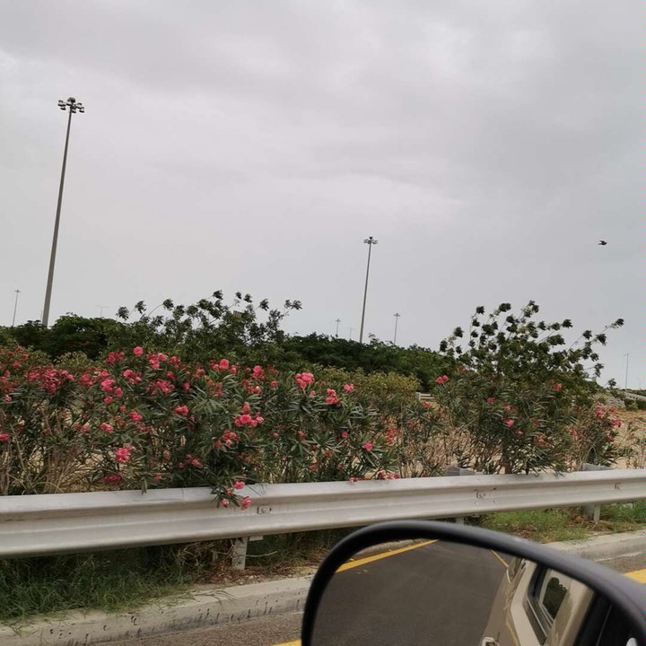 مشاركاتي في أنت الراصد