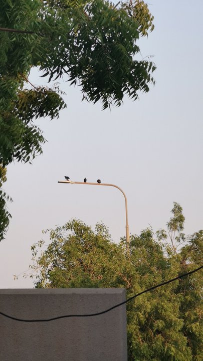 مشاركاتي في أنت الراصد