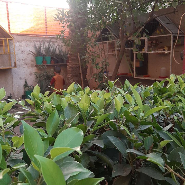 مشاركاتي في أنت الراصد