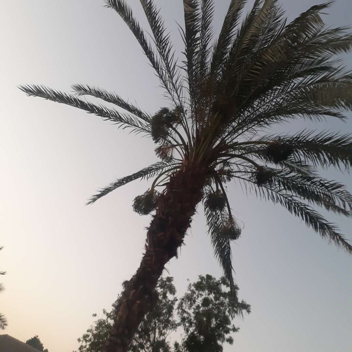 مشاركاتي في أنت الراصد