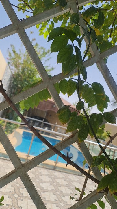 مشاركاتي في أنت الراصد