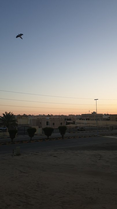 مشاركاتي في أنت الراصد