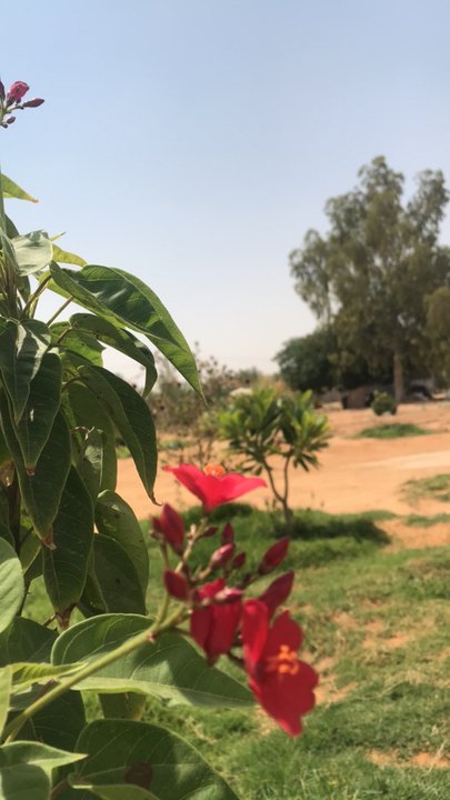 مشاركاتي في أنت الراصد