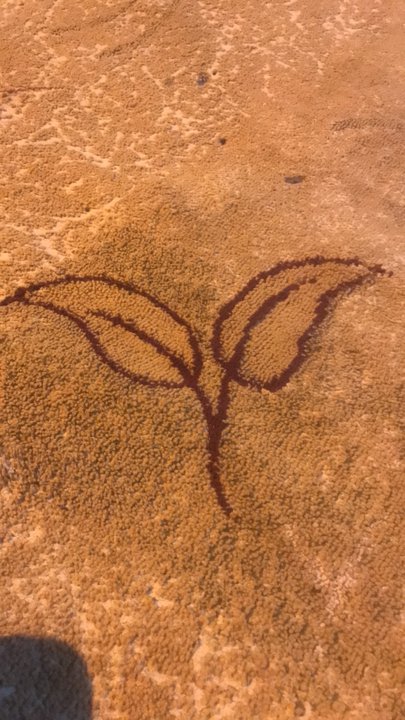 مشاركاتي في أنت الراصد