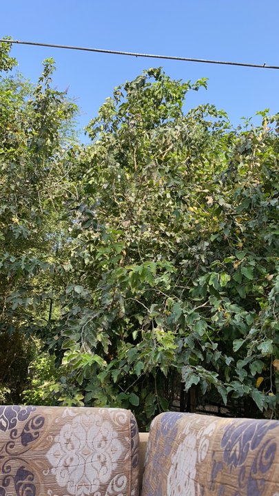 مشاركاتي في أنت الراصد