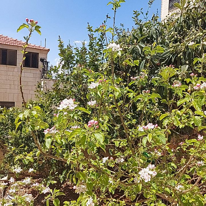 مشاركاتي في أنت الراصد