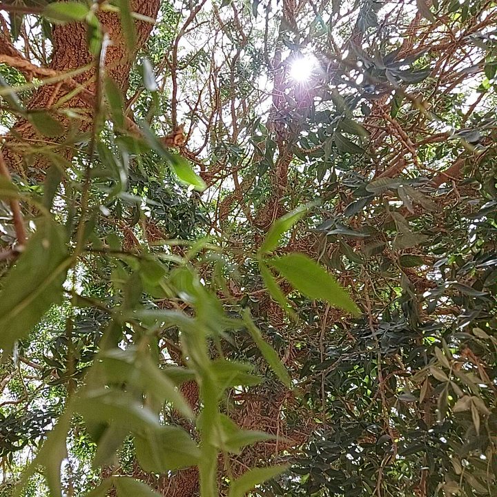 مشاركاتي في أنت الراصد