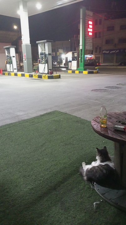 مشاركاتي في أنت الراصد