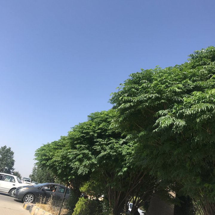 مشاركاتي في أنت الراصد