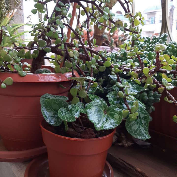 مشاركاتي في أنت الراصد