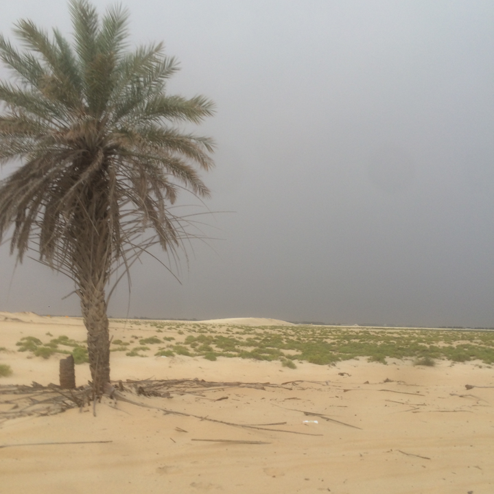 مشاركاتي في أنت الراصد