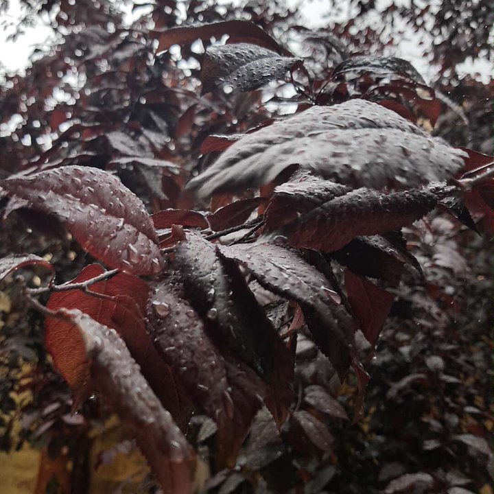 مشاركاتي في أنت الراصد