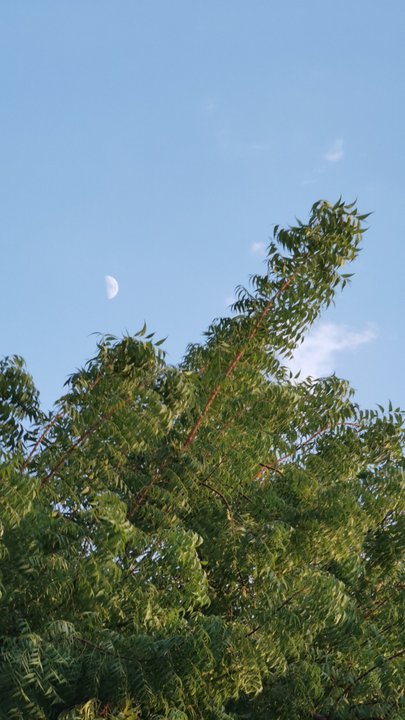 مشاركاتي في أنت الراصد