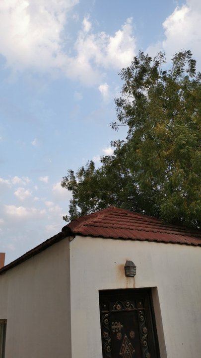 مشاركاتي في أنت الراصد