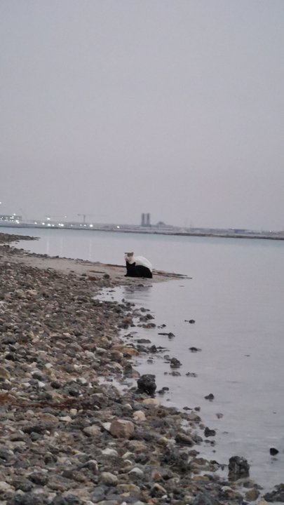 مشاركاتي في أنت الراصد