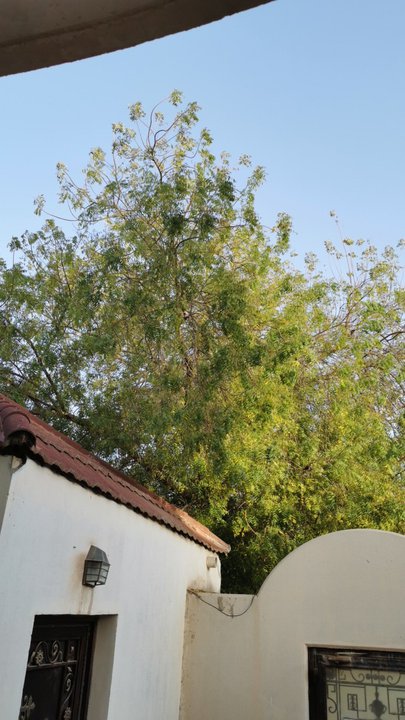 مشاركاتي في أنت الراصد