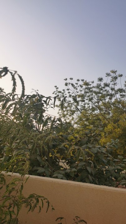 مشاركاتي في أنت الراصد