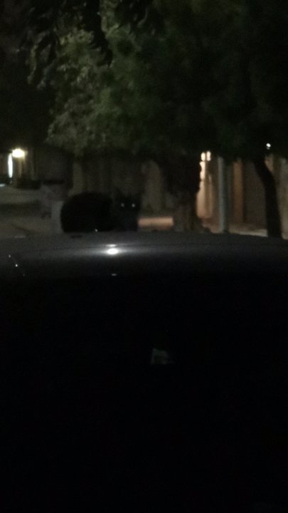 مشاركاتي في أنت الراصد