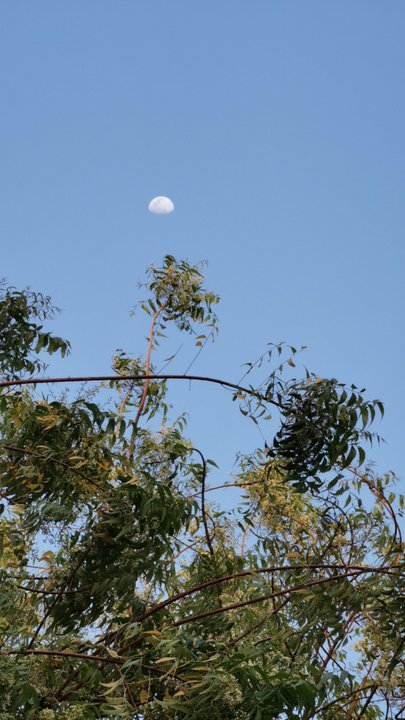 مشاركاتي في أنت الراصد