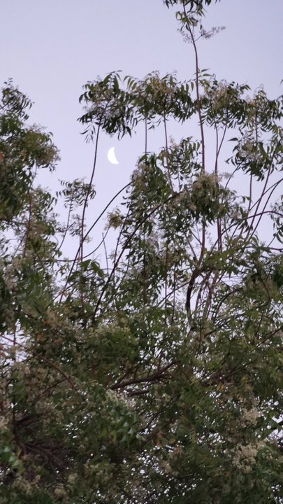 مشاركاتي في أنت الراصد