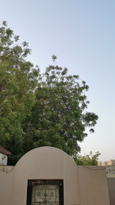 مشاركاتي في أنت الراصد