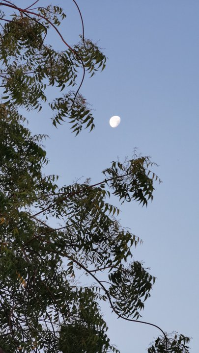 مشاركاتي في أنت الراصد