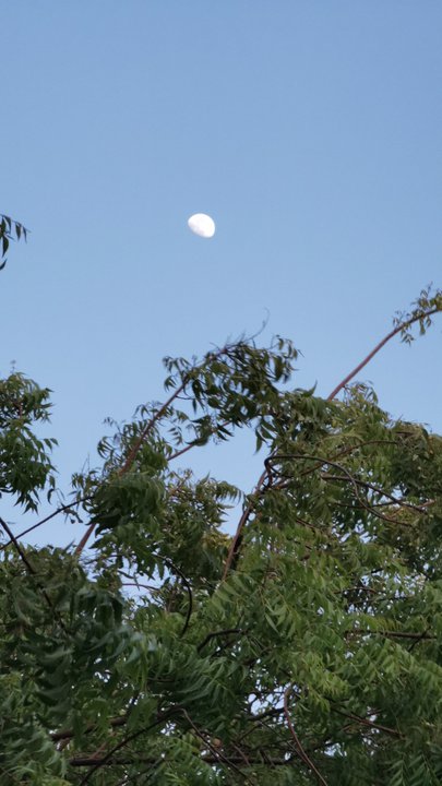 مشاركاتي في أنت الراصد