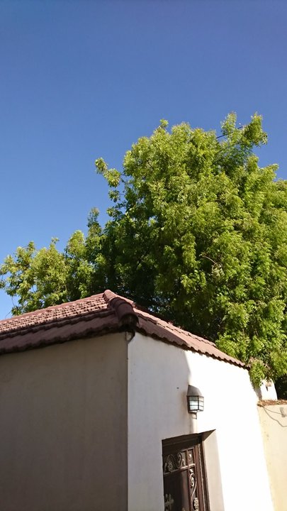 مشاركاتي في أنت الراصد