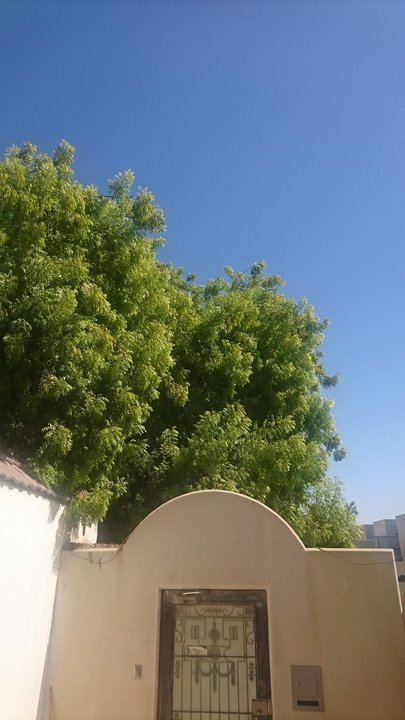 مشاركاتي في أنت الراصد