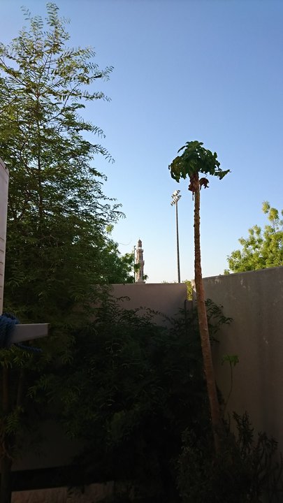 مشاركاتي في أنت الراصد