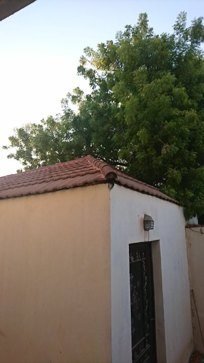 مشاركاتي في أنت الراصد