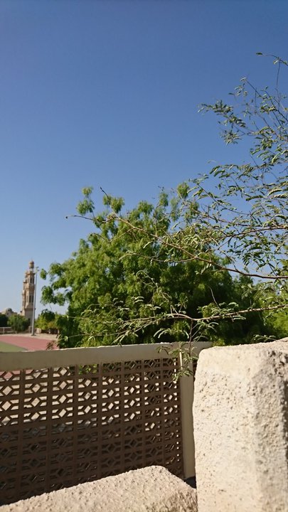 مشاركاتي في أنت الراصد