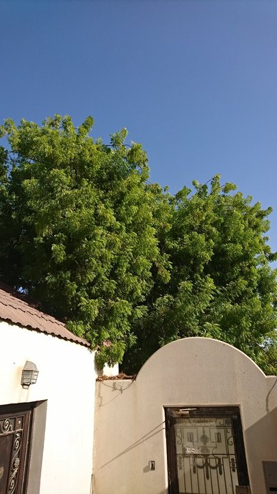 مشاركاتي في أنت الراصد