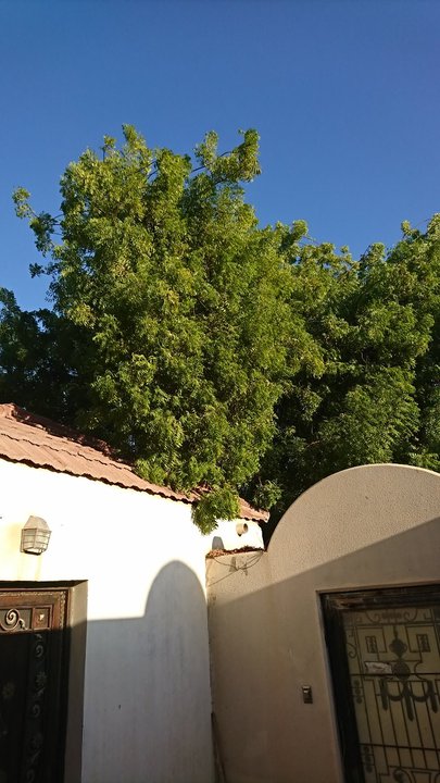 مشاركاتي في أنت الراصد