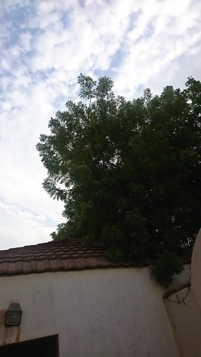 مشاركاتي في أنت الراصد