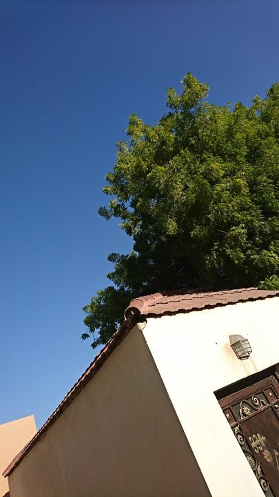 مشاركاتي في أنت الراصد