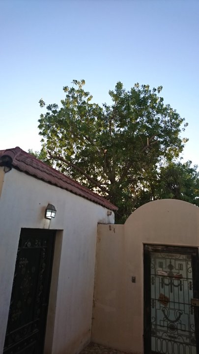 مشاركاتي في أنت الراصد