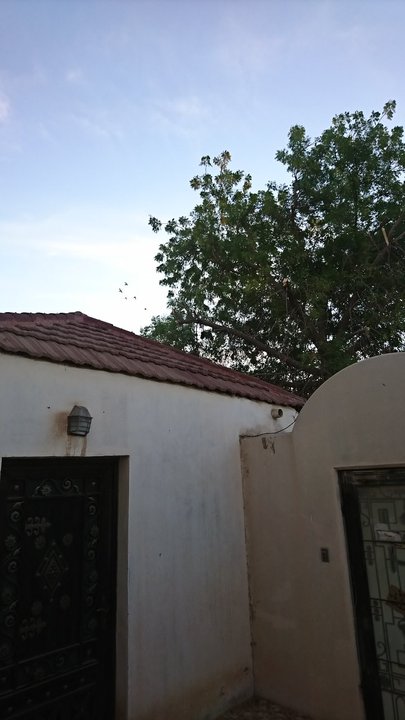 مشاركاتي في أنت الراصد