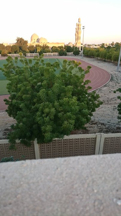 مشاركاتي في أنت الراصد