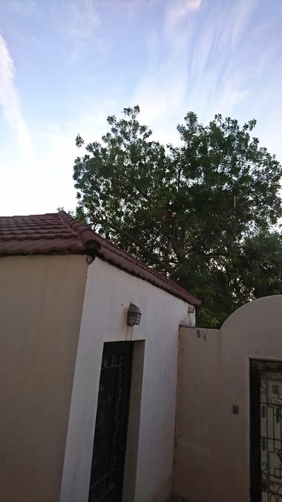 مشاركاتي في أنت الراصد