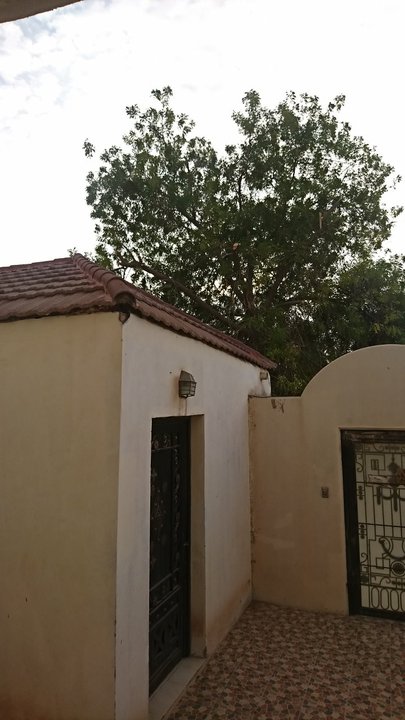 مشاركاتي في أنت الراصد