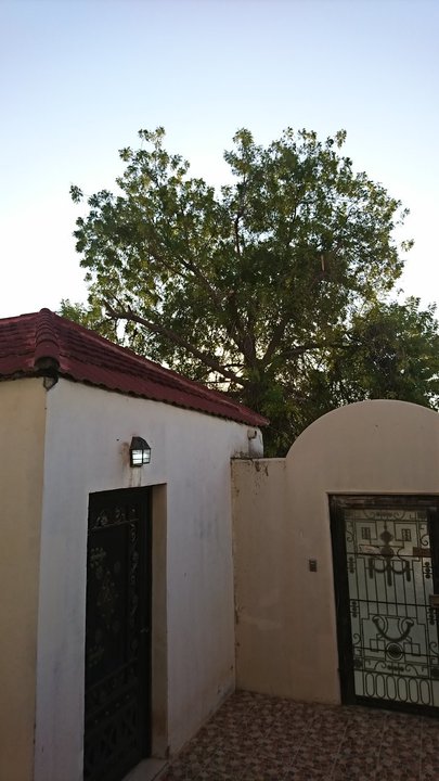 مشاركاتي في أنت الراصد