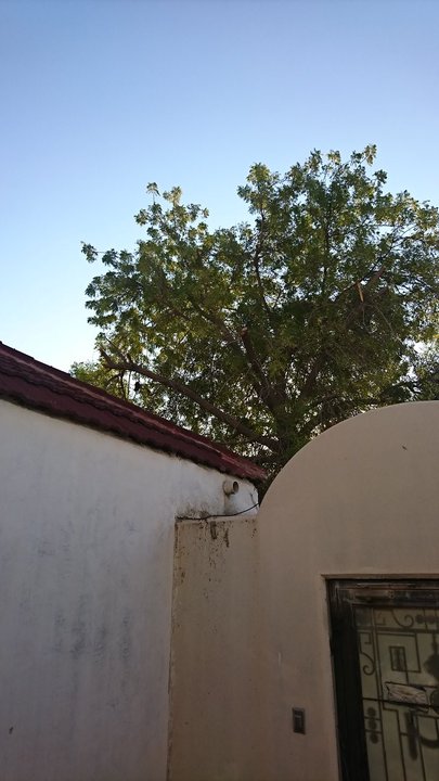 مشاركاتي في أنت الراصد